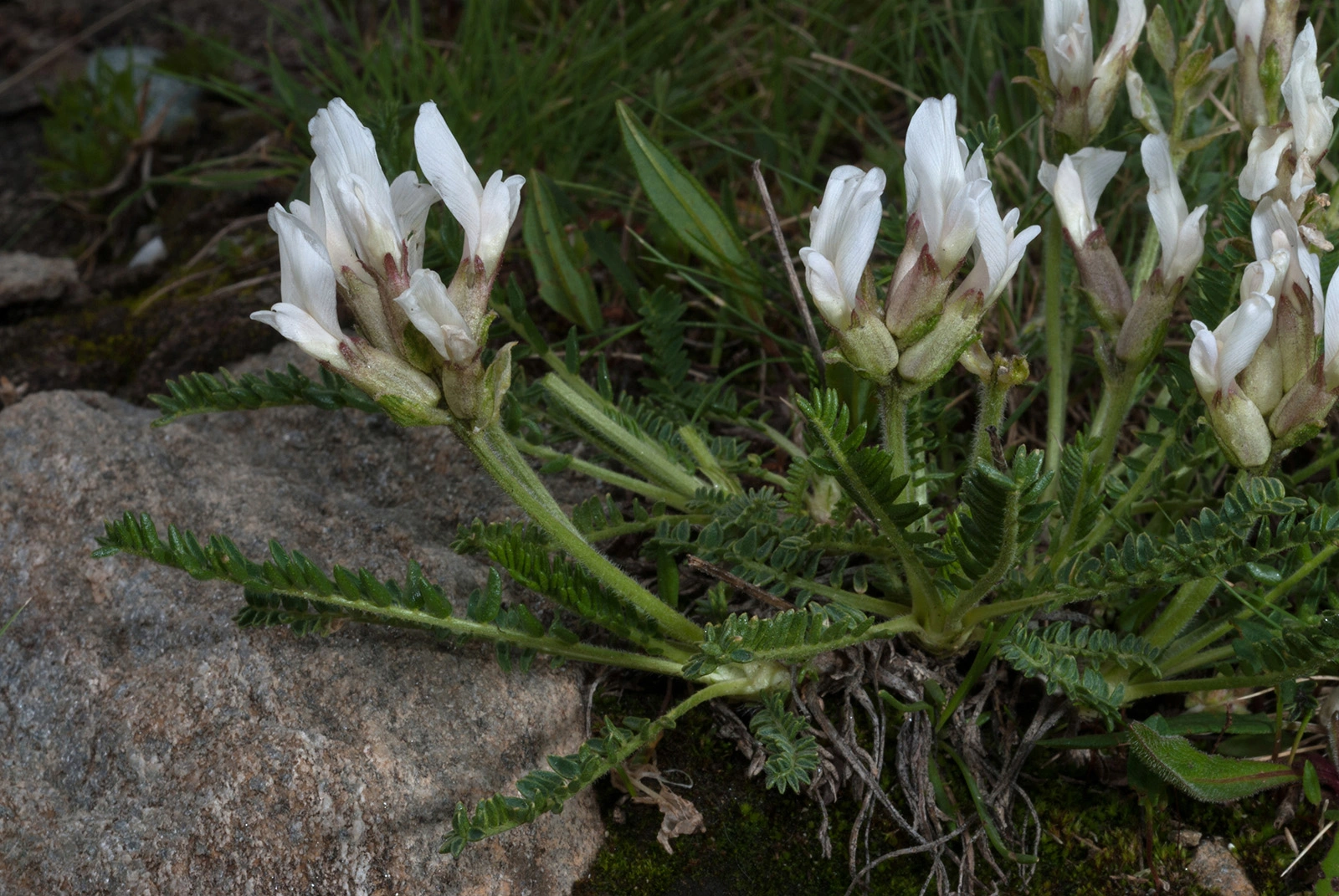 Photo Maurizio Broglio - Oxytropis fetida
